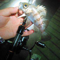 きれーなメバルの巻